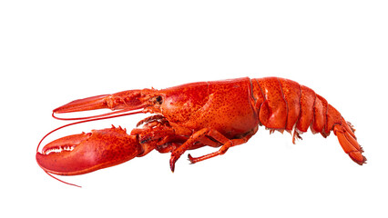 Cooked Atlantic lobster on a white background.