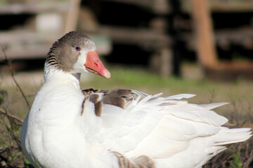 Obraz premium gansos no campo