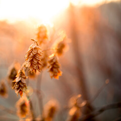 golden hour leaves 