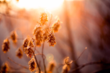 golden hour leaves 