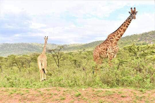 Giraffe in maasai mara, nature photography