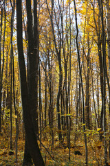 blurred background, autumn forest on a sunny day