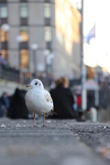 Seagull in Hamburg, Northern Germany