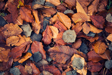 autumn leaves on the ground