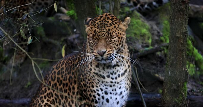 Portrait of an angry leopard in the forest in slow motion
