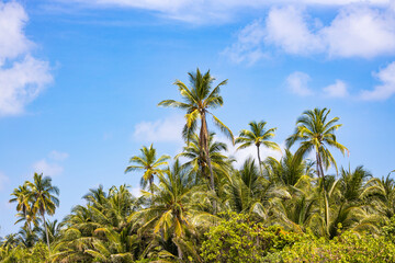 Fototapeta na wymiar Palms against blue sky on a island