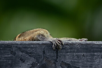 Palm squirrel found food and climbs the fence behind it, a close-up of the foot, which squirrel holds on to the wooden fence