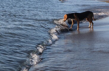 dog in the water