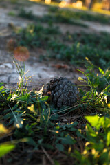 dried pineapple caidao del pino with the sunset of the city of alicante