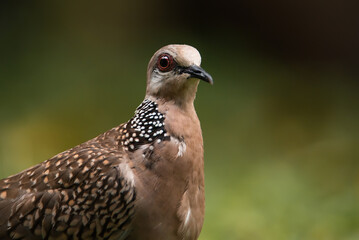 Portrait of Lovely Spotted dove or spilopelia chinensis