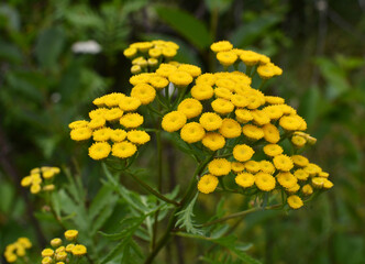 Tansy ordinary (Tanacetum vulgare) blooms in the wild