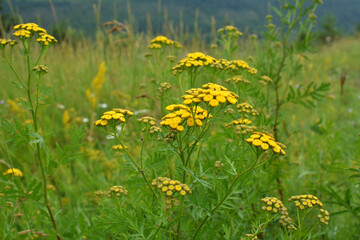 Tansy ordinary (Tanacetum vulgare) blooms in the wild
