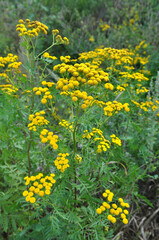 Tansy ordinary (Tanacetum vulgare) blooms in the wild