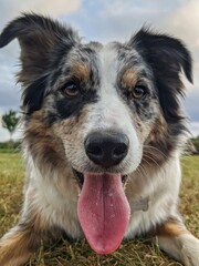 Perro border collie 