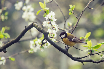 bird on a branch