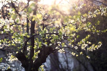spring in the garden