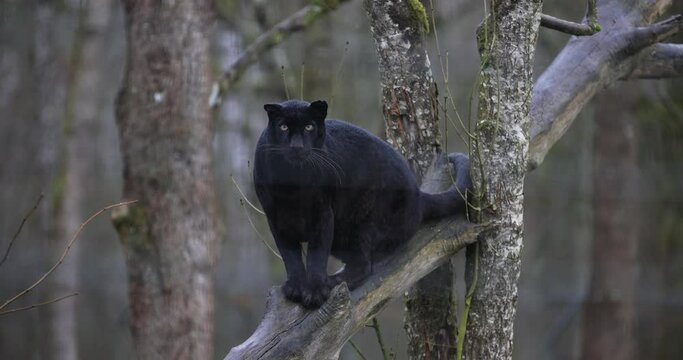 Portrait of a black panther in the forest in slow motion