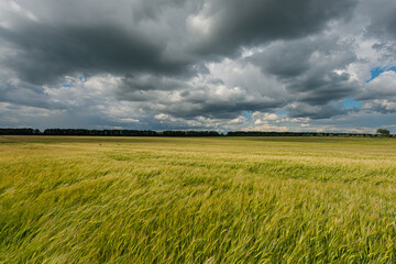 Fototapeta na wymiar Wheat field and rain clouds.