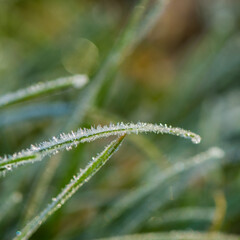 Hoarfrost on green grass in the morning, close-up.