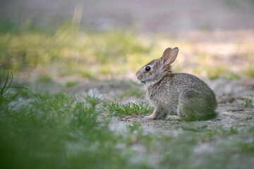 rabbit in the grass