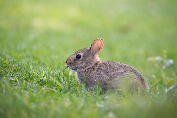 rabbit in the grass