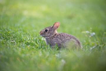 rabbit in the grass