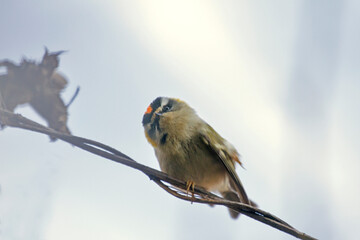 Obraz premium little bird on a branch