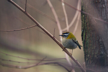 bird on a branch