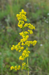 Obraz premium Galium verum grows in nature