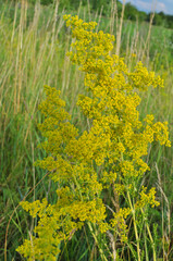 Galium verum grows in nature