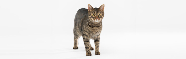 She-cat stands against a white background and looks into the camera. Panoramic frame.