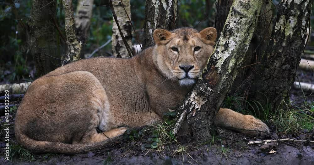 Canvas Prints a lion is resting in the forest