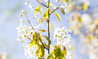 Fototapeta na wymiar Tender sunlight spring park nature, tree branch with white flowers and first leaves. Shallow depth of field, selective focus.