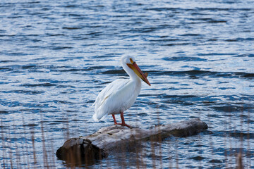 American White Pelican