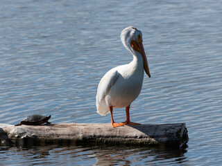 American White Pelican