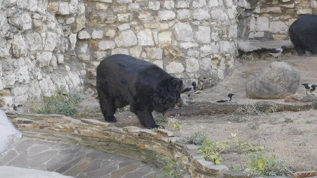 Himalayan bear or Ussuri black bear Ursus thibetanus.