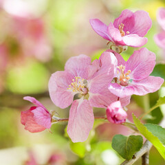 Apple tree flowers blossom macro view. Blossoming white pink petals fruit tree branch, tender blurred bokeh background. Shallow depth of field
