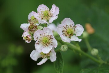 weisse Blüten der Brombeere