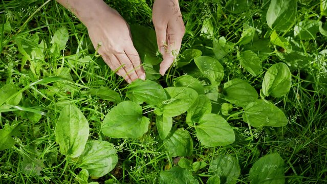 Hand of woman isolated on green natural leafy background. Female hands picking up fresh organic medical herbs growing outdoor on countryside meadow. Alternative medicine and medical herbs concept