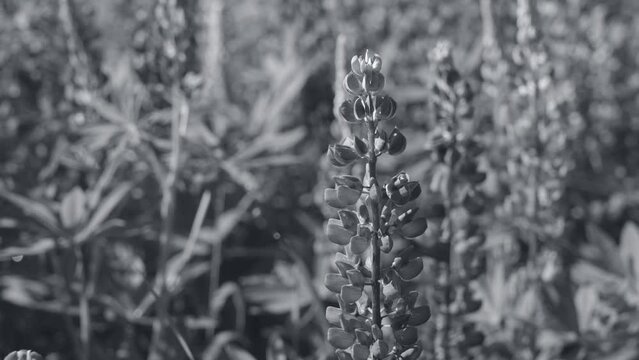 Black and white 4k stock video footage of beautiful purple lupine flowers blooming on sunny spring or summer meadow. Video filtered in vintage monochrome black and white colors. Abstract background