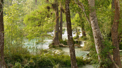 trees in the forest
