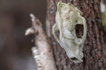 Old abandoned haunted magic totem on the lake in the middle of the forest