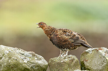 Close up of a male Red Grouse in summer time, perched on dry stone walling and calling with beak wide open. Scientific name: Lagopus Lagopus.  Clean background.  Copy Space.