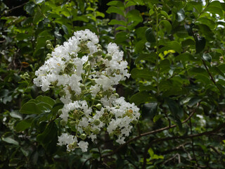 White frilly flowers of Lagerstroemia indica or crepe myrtle. In Brazil it is called extremosa, escumilha, reseda or tree-de-jupiter. It is native to Southeast Asia. Selective focus.