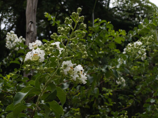 White frilly flowers of Lagerstroemia indica or crepe myrtle. In Brazil it is called extremosa, escumilha, reseda or tree-de-jupiter. It is native to Southeast Asia. Selective focus.