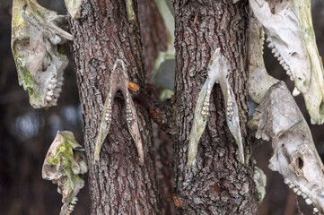 Old abandoned haunted magic totem on the lake in the middle of the forest