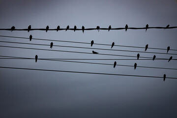 Numerous small birds resting on power lines.
