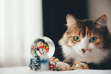 tabby cat with green eyes lying on the table next to the snow globe. new year mood