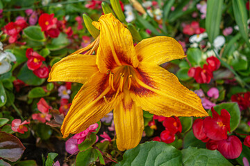 floral background of orange blooming lily on flower bed among colorful begonia flowers in the garden