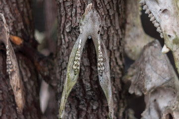 Fototapeta premium Old abandoned haunted magic totem on the lake in the middle of the forest